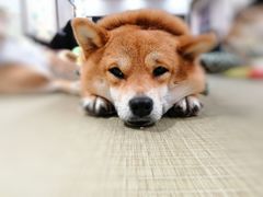 -逗柴咖啡屋·狗咖猫咖宠物桌游
