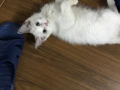 -Bastet sally猫舍购宠(静安店)