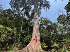 -海南热带雨林国家公园吊罗山景区