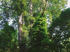 -莫里热带雨林景区