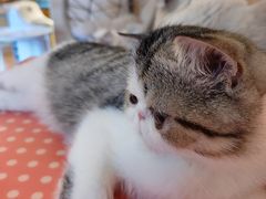 -滚猫咖啡·猫咖·猫友好撸猫(未来城店)