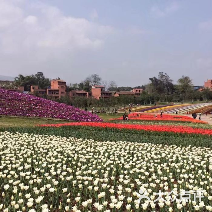 興隆花海