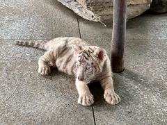 -秦皇岛野生动物园