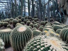 -南山植物园