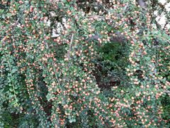 -宝鸡植物园