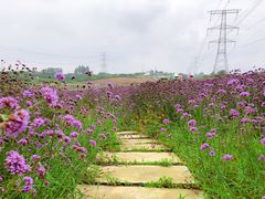 -紫颐香薰山谷景区