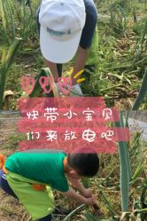 点击看大图 -麦粒鸟亲子游