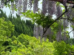 -嘉定紫藤园