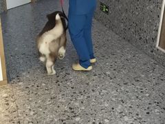 -萌兽医馆·绝育·24小时内科·宠物医院(德胜店)