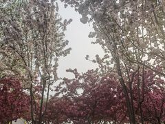 -永定河休闲森林公园