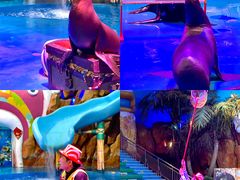 -烟台海昌鲸鲨海洋公园