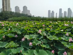 -前关湿地公园