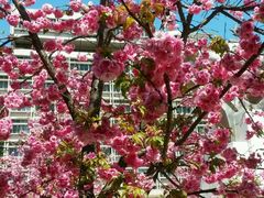 -天府棒棒鸡(金星店)