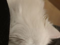 -猫腻·猫咖·撸猫馆(星光大道店)
