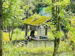 -中国大熊猫保护研究中心雅安碧峰峡基地