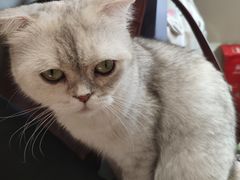 -飞行喵MR PILOT|猫舍·猫咖(静安大融城店)