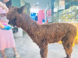 -神奇动物撸宠馆·羊驼·小浣熊·异宠(豫园店)