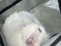 -FAELING PETS美天灵宠物(富力广场店)