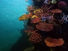 -暹罗海洋世界