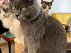 -猫在这儿猫咪咖啡馆·撸猫馆