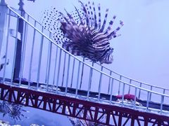 -太平洋海底世界