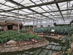 -上海都市菜园