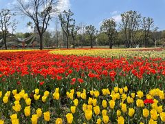 -大宁郁金香公园-停车场