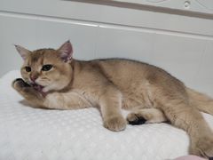 -四月宠物医院·猫专科·心脏专科·内科(转塘店)