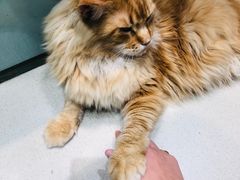 -藏猫猫咖啡主题馆(中央大道店)