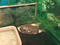-上海大自然野生昆虫馆(东方明珠·爬宠昆虫探索中心)