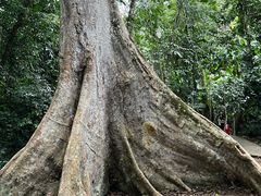 -中国科学院西双版纳热带植物园