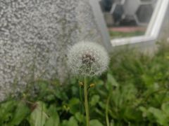 -曲江大雅幼儿园·托育(西安市雁塔区店)