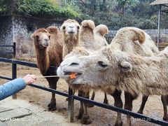 -贵州森林野生动物园