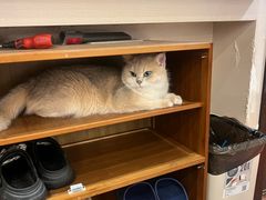 -逗柴咖啡屋·狗咖猫咖宠物桌游