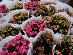 -金科花卉市场