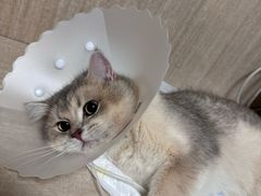 -北京观赏动物医院·24小时大型综合·猫专科·异宠专科