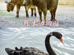 -上海野生动物园