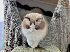 -糯米喵星人总部直营旗舰店·猫舍·幼猫出售