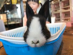 -藦茜花园宠物主题亲子互动体验馆(国顺东路店)