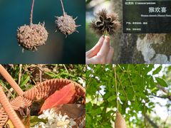 -中国科学院华南植物园
