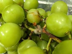 -洋洋广场(南街店)