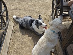 -宠乐会宠物乐园