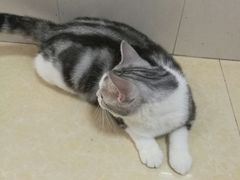 -瑞鹏宠物医院·骨科·猫科·内科(第一中心)