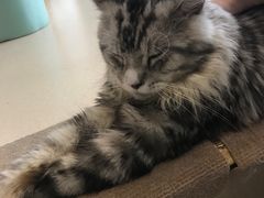 -猫在这儿猫咪咖啡馆·撸猫馆