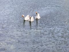 -祁门牯牛降观音堂风景区