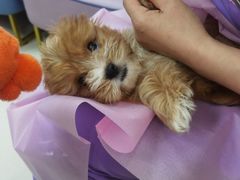 -北京观赏动物医院·24小时大型综合·猫专科·异宠专科