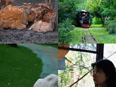 -合肥滨湖国家森林公园