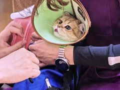 -瑞派天宁宠物医院·猫科·异宠中心