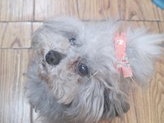 -志龙皇冠吃货椰子铺