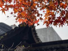 -秋霞圃